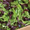 Five Star Greenhouse Lettuce Mix 2 Five Star Greenhouse Lettuce Mix -Johnny's Selected Seeds Shop 00192 01 fivestarlettucemix
