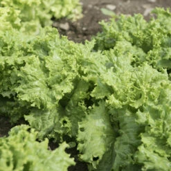 Waldmann's Dark Green