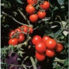 Washington Cherry -Johnny's Selected Seeds Shop 00764 01 washington cherry