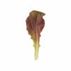 Outredgeous -Johnny's Selected Seeds Shop 02208n 01 outredgeous