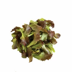 Outredgeous -Johnny's Selected Seeds Shop 02208n 03 outredgeous