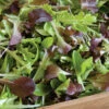 Encore Lettuce Mix -Johnny's Selected Seeds Shop 02366g 01 encoreharvesthorz
