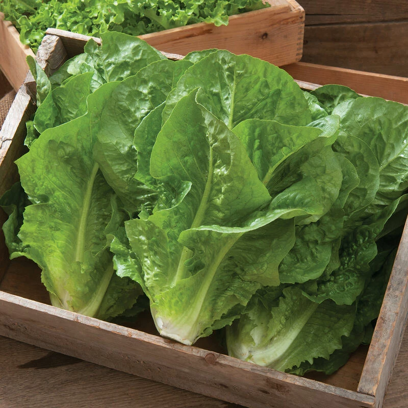 Salvius 4 Salvius - Image 2