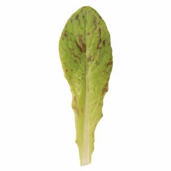 Flashy Trout Back -Johnny's Selected Seeds Shop 02716ng 02 flashytroutbacksalad