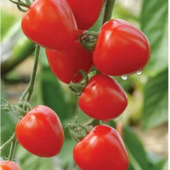 Tomatoberry Garden -Johnny's Selected Seeds Shop 02760 01 tomato berry