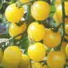 White Cherry -Johnny's Selected Seeds Shop 02977g 01 white cherry