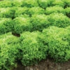 Salanova® Green Incised -Johnny's Selected Seeds Shop 03052jp 04 greenincisedleaffield