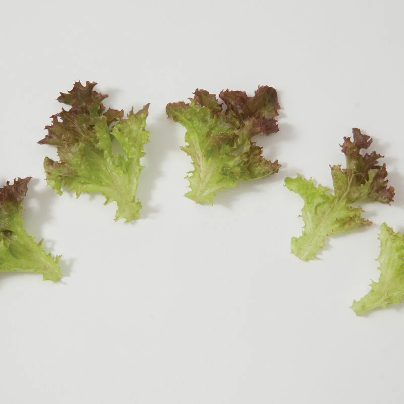 Salanova® Red Incised 4 Salanova® Red Incised - Image 2