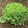 Salanova® Green Sweet Crisp -Johnny's Selected Seeds Shop 03054jp 01 greensweetcrispfriseeheadfield