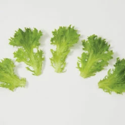 Salanova® Green Sweet Crisp -Johnny's Selected Seeds Shop 03054jp 03 greensweetcrispfriseeleafgroup