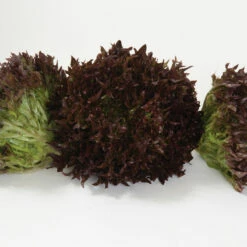 Salanova® Red Sweet Crisp -Johnny's Selected Seeds Shop 03055jp 03 redsweetcrispfriseeheadstudio