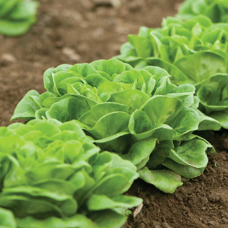 Salanova® Green Butter 4 Salanova® Green Butter - Image 2