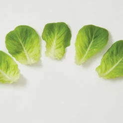 Salanova® Green Butter 8 Salanova® Green Butter -Johnny's Selected Seeds Shop 03056jp 03 greenmultileafbutterleafgroup