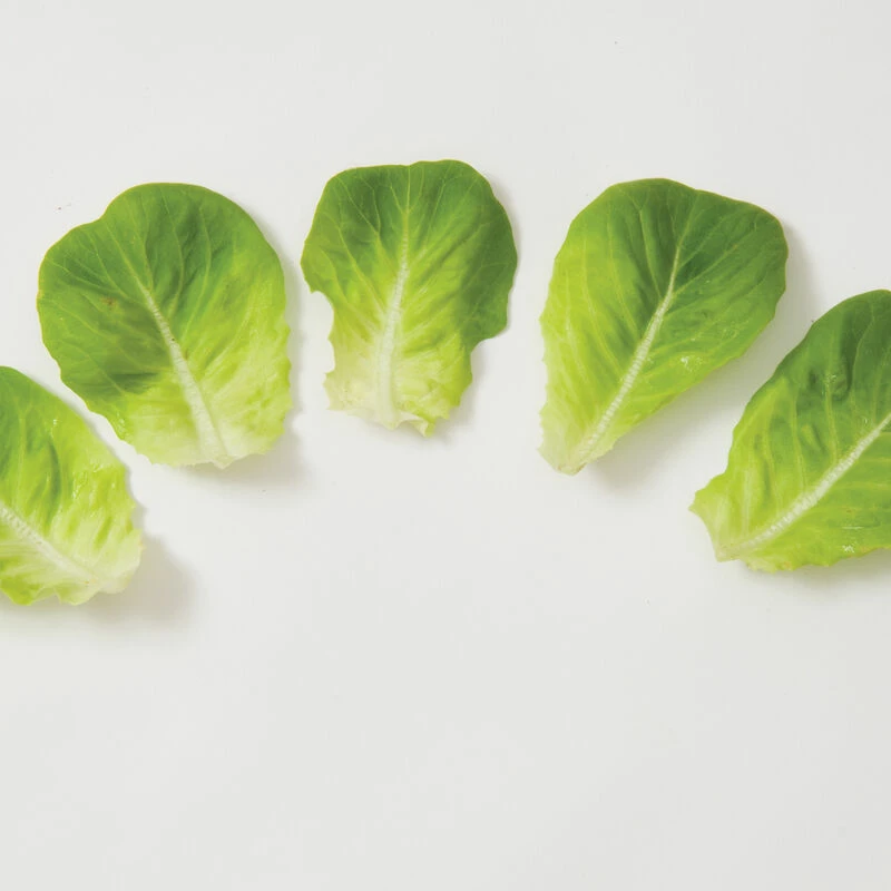 Salanova® Green Butter 5 Salanova® Green Butter - Image 3