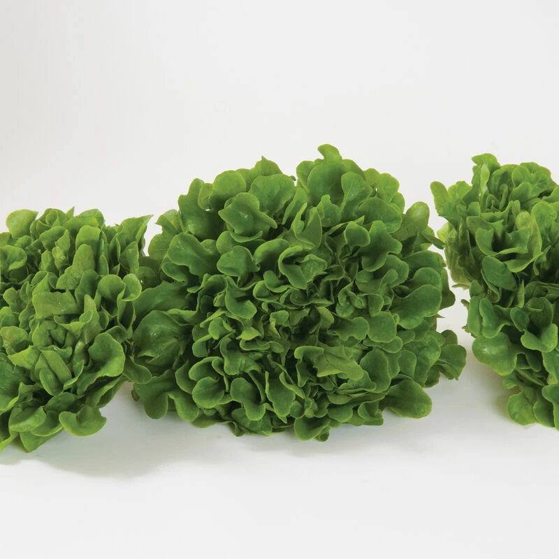 Salanova® Green Oakleaf 4 Salanova® Green Oakleaf - Image 2