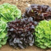 Salanova® Premier Collection -Johnny's Selected Seeds Shop 03073jp 02 premiercollection