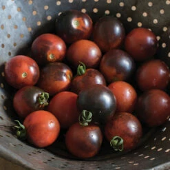 Indigo Cherry Drops -Johnny's Selected Seeds Shop 03233g 02 indigocherrydrops