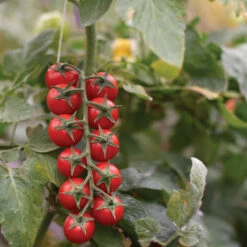 Edox 5 Edox -Johnny's Selected Seeds Shop 03462 02 edox