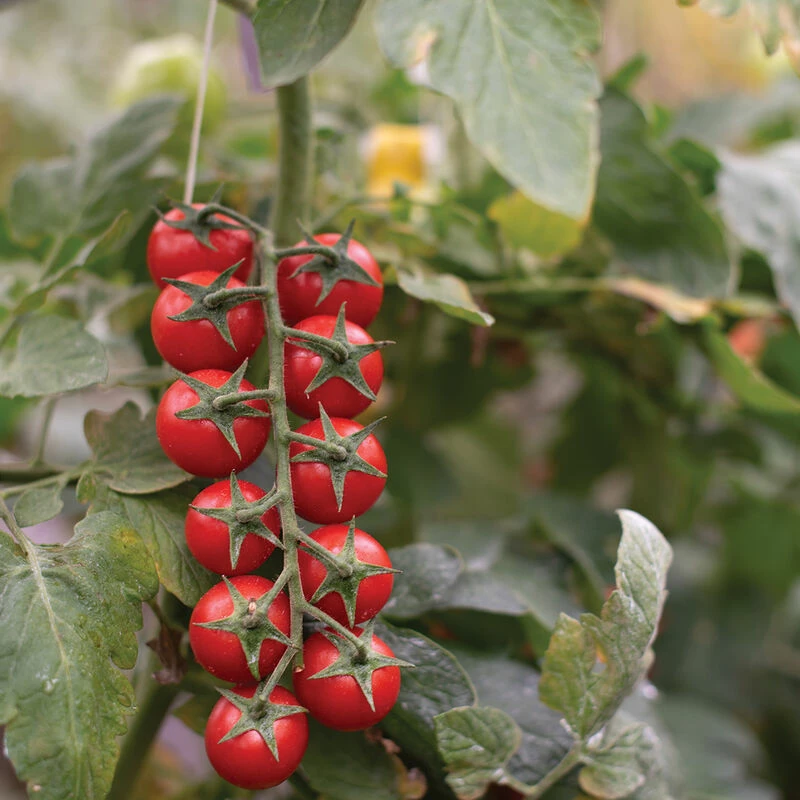 Edox 4 Edox - Image 2