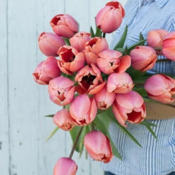 Apricot Impression -Johnny's Selected Seeds Shop 03471 03 apricot impression