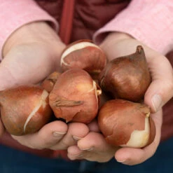 Rococo -Johnny's Selected Seeds Shop 03471 04 apricot impression 1