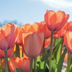 Rococo -Johnny's Selected Seeds Shop 03471 05 apricot impression 1