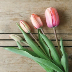 Apricot Impression -Johnny's Selected Seeds Shop 03471 06 apricot impression