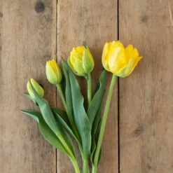 Marie Jo -Johnny's Selected Seeds Shop 03476 03 marie jo