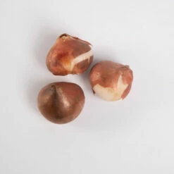 Negrita Double -Johnny's Selected Seeds Shop 03481 03 negrita double