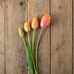 Dordogne -Johnny's Selected Seeds Shop 03482 05 dordonge