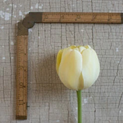 Ivory Floradale 9 Ivory Floradale -Johnny's Selected Seeds Shop 03492 03 ivory floridale