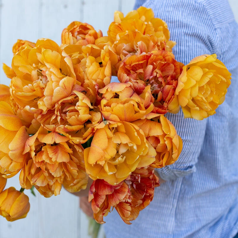 Sunlover 4 Sunlover - Image 2