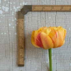 Sunlover 9 Sunlover -Johnny's Selected Seeds Shop 03493 03 sunlover