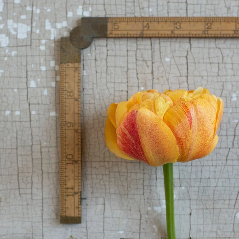 Sunlover 5 Sunlover - Image 3