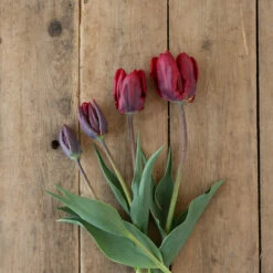 Rococo -Johnny's Selected Seeds Shop 03497 04 rococo