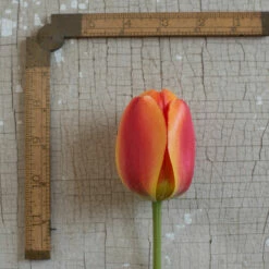 Apeldoorn's Elite -Johnny's Selected Seeds Shop 03549 03 apeldorn elite