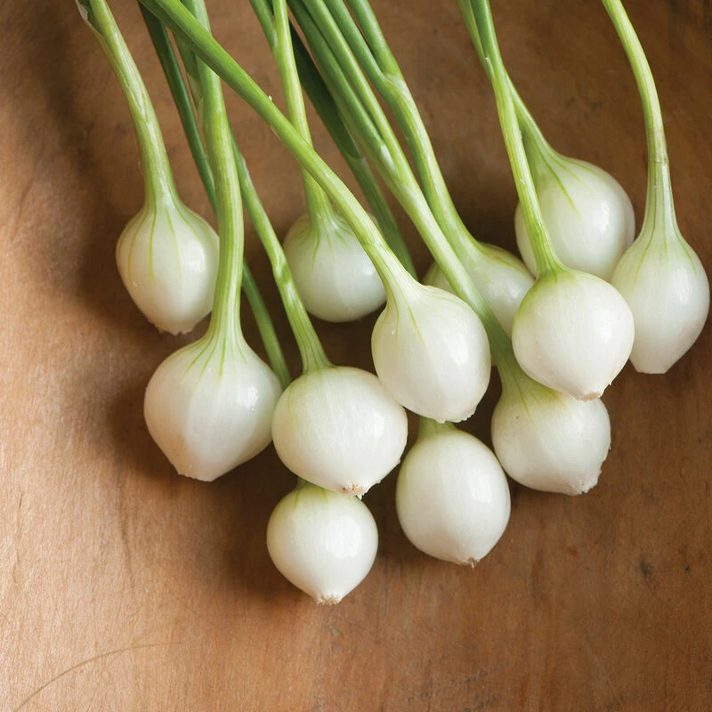 Eclipse 4 Eclipse - Image 2