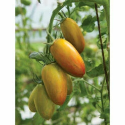 Lucky Tiger 7 Lucky Tiger -Johnny's Selected Seeds Shop 03857g 03 luckytiger