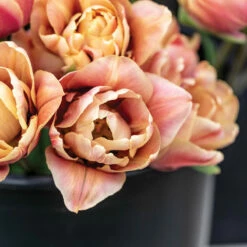 La Belle Epoque -Johnny's Selected Seeds Shop 04057 02 labelleepoque