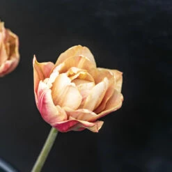 La Belle Epoque -Johnny's Selected Seeds Shop 04057 03 labelleepoque