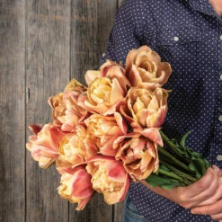 La Belle Epoque -Johnny's Selected Seeds Shop 04057 04 labelleepoque