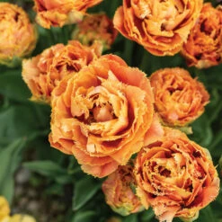 Sensual Touch -Johnny's Selected Seeds Shop 04058 03 sensual touch