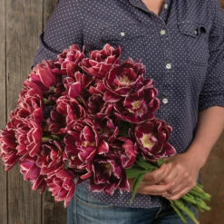 Dream Touch -Johnny's Selected Seeds Shop 04060 03 dream touch