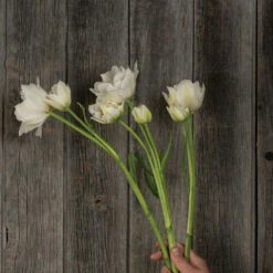 Mondial -Johnny's Selected Seeds Shop 04063 03 mondial