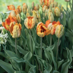 Parrot King -Johnny's Selected Seeds Shop 04065 03 parrotking