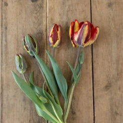 Rasta Parrot -Johnny's Selected Seeds Shop 04068 02 rasta parrot