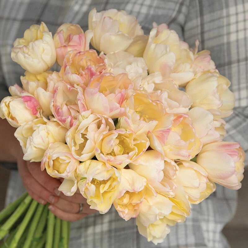 Crème Upstar 4 Crème Upstar - Image 2