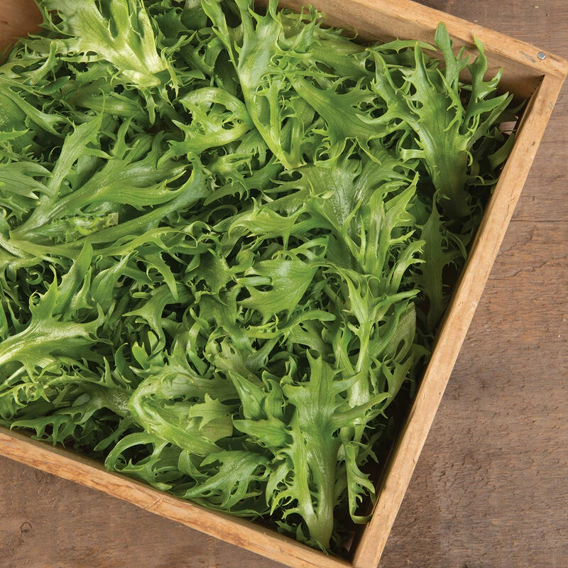 Frisygo 4 Frisygo - Image 2