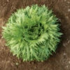 Verigo -Johnny's Selected Seeds Shop 04101 01 verigo one cut lettuce