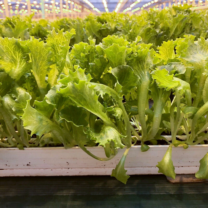 Lalique 4 Lalique - Image 2